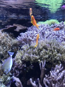 Seattle attractions