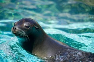 Animal webcams