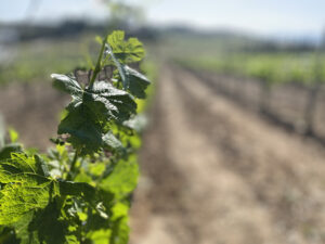 Temecula Valley