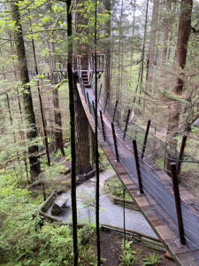 Vancouver treetops